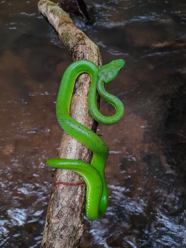 The ruby-eyed green viper, a prevalent snake species
