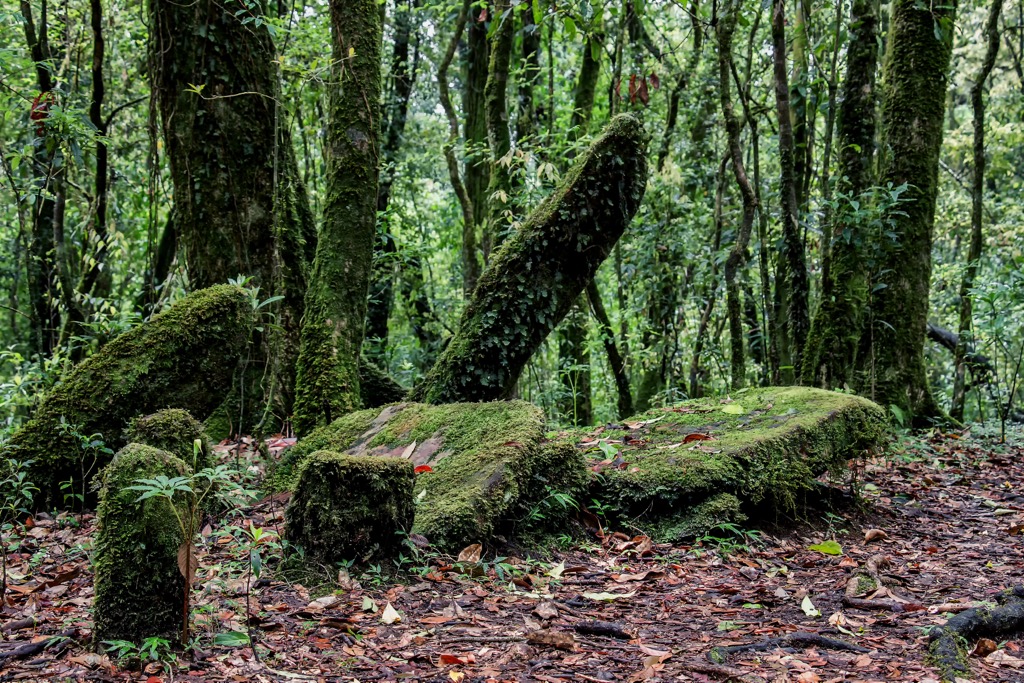 Independent of official national parks, local tribes hold “sacred groves” in reverence