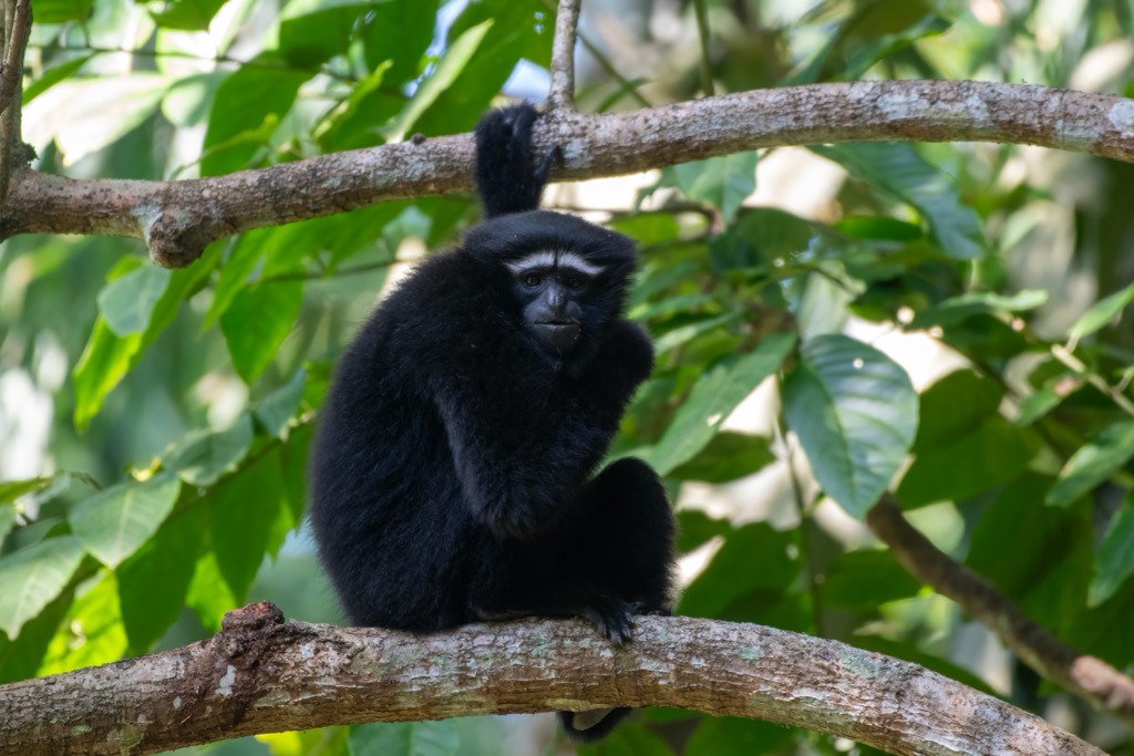 Locals only! Western Hoolock gibbons proudly reign in their broadleaf canopies