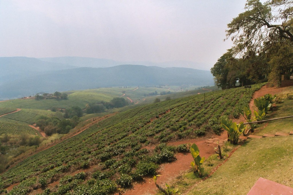 A tea plantation in the hills of Tzaneen. Mopani District Municipality