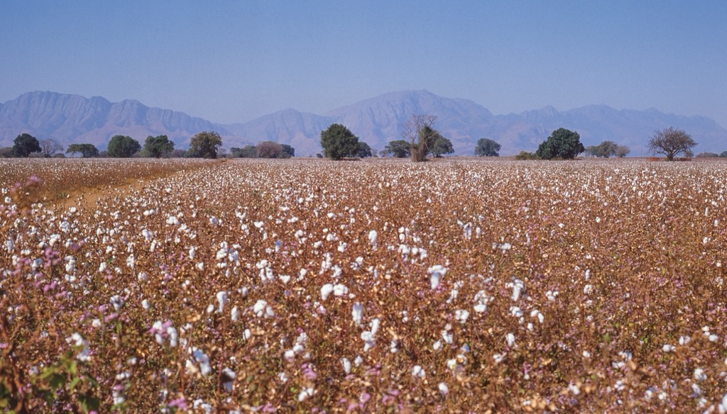 Cotton farms near Tzaneen, with the Drakensburg Escarpment visible behind. Mopani District Municipality