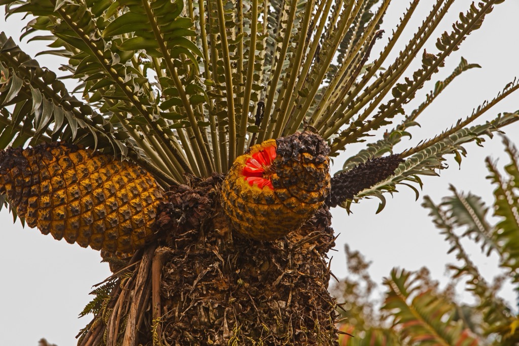 Fruit bodies of the Modjadji Cycad (Encephalartos transvenosus) in the Modjadji Nature Reserve. The fruit are eaten by Vervet monkeys; these playful primates also serve to disperse the seeds. Mopani District Municipality