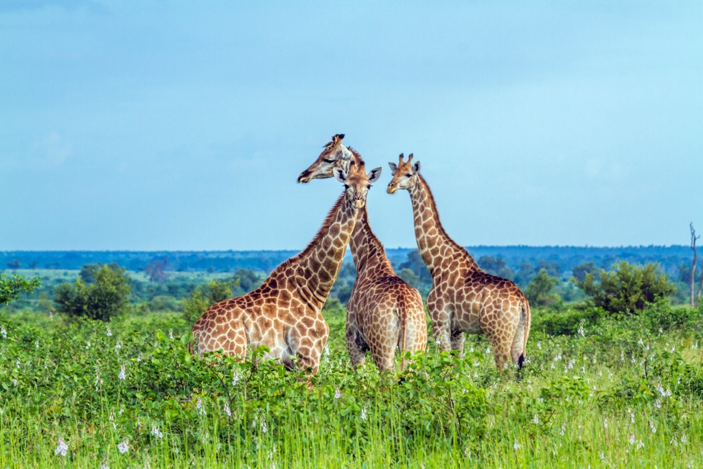 Giraffe in Kruger National Park. Mopani District Municipality