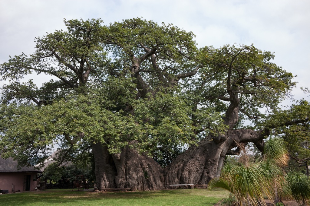 The Sunland Boabab tree collapsed in 2017. Mopani District Municipality