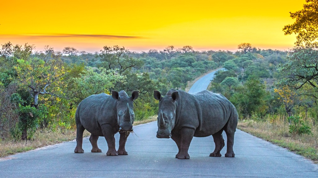 Just ten years ago, white rhinos in Kruger numbered 10,000. Due to a recent increase in the demand and price of rhino horn, poachers have cut that number to 2,800. Mopani District Municipality