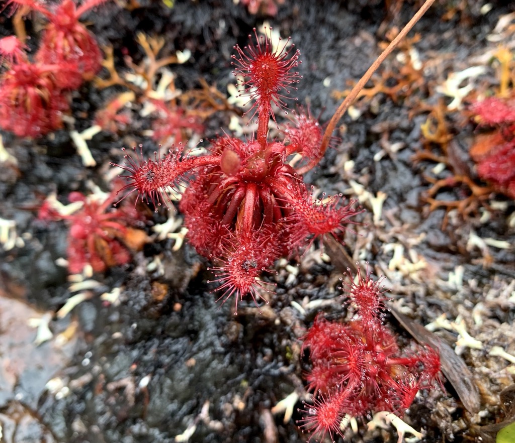 Specimens of the plateau. The black dots in the middle of the tentacle traps are eaten flies. Photo courtesy of Dimitri Tiunov</p>