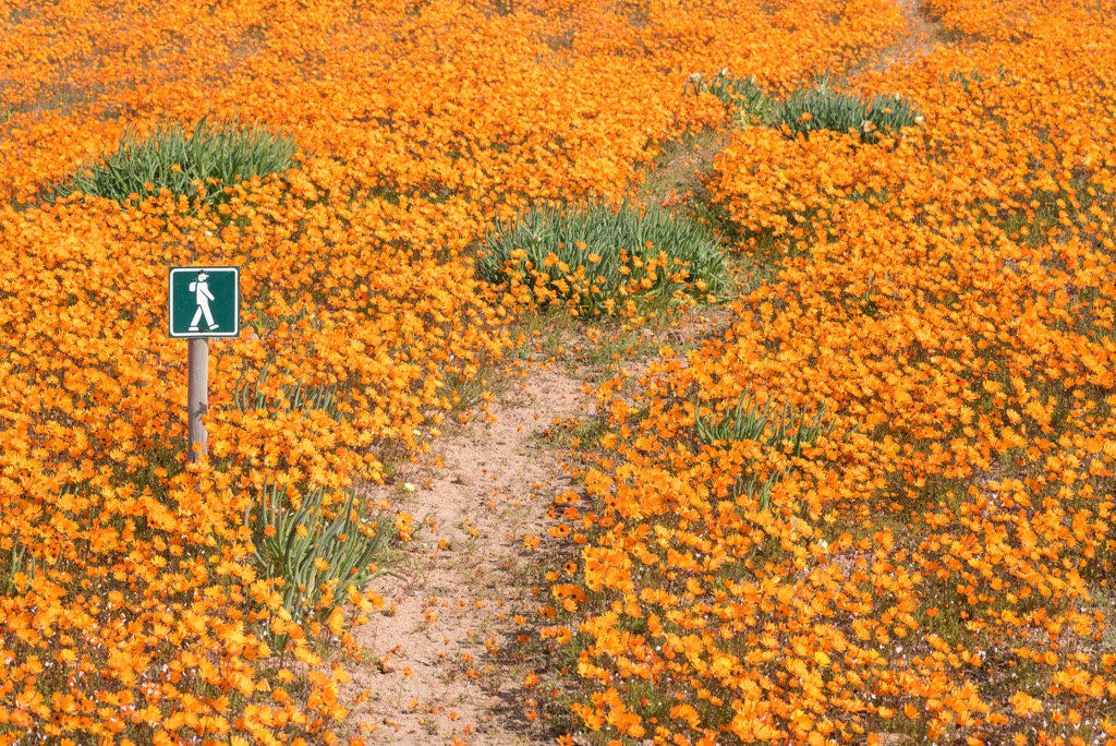 Hiking is the most intimate way to experience the Namaqua’s wildflowers. Namakwa District Municipality