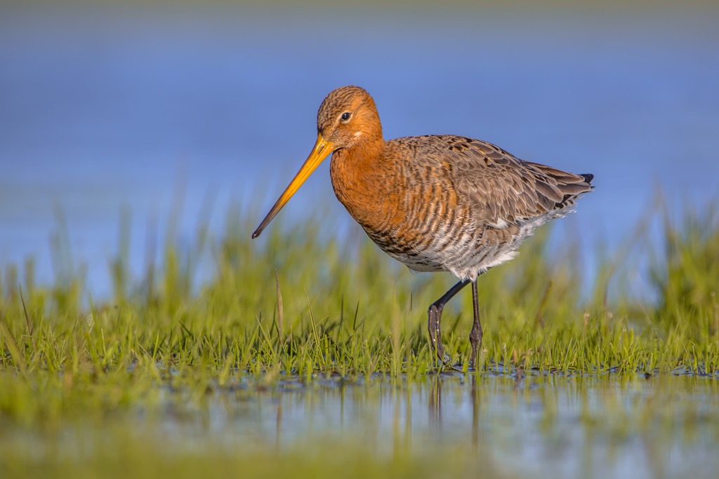 Black tailed Godwit, Netherlands