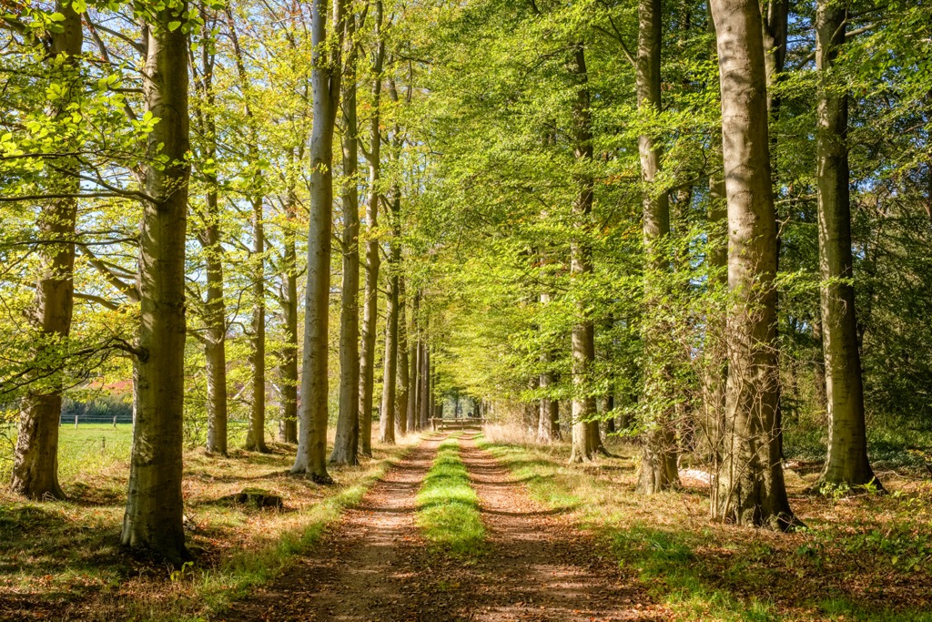 Tankenberg, Netherlands