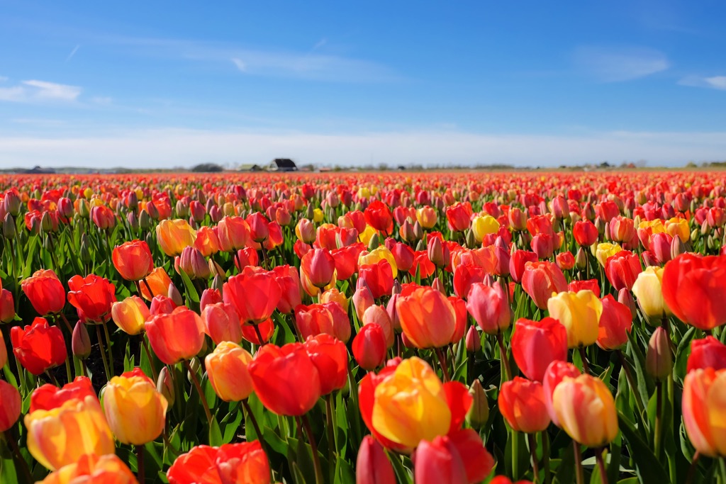 Tulips, Netherlands