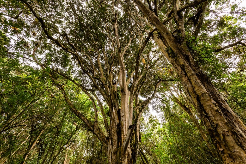 Arrayanes forest, a 10-hectare reserve, Neuquén, Argentina