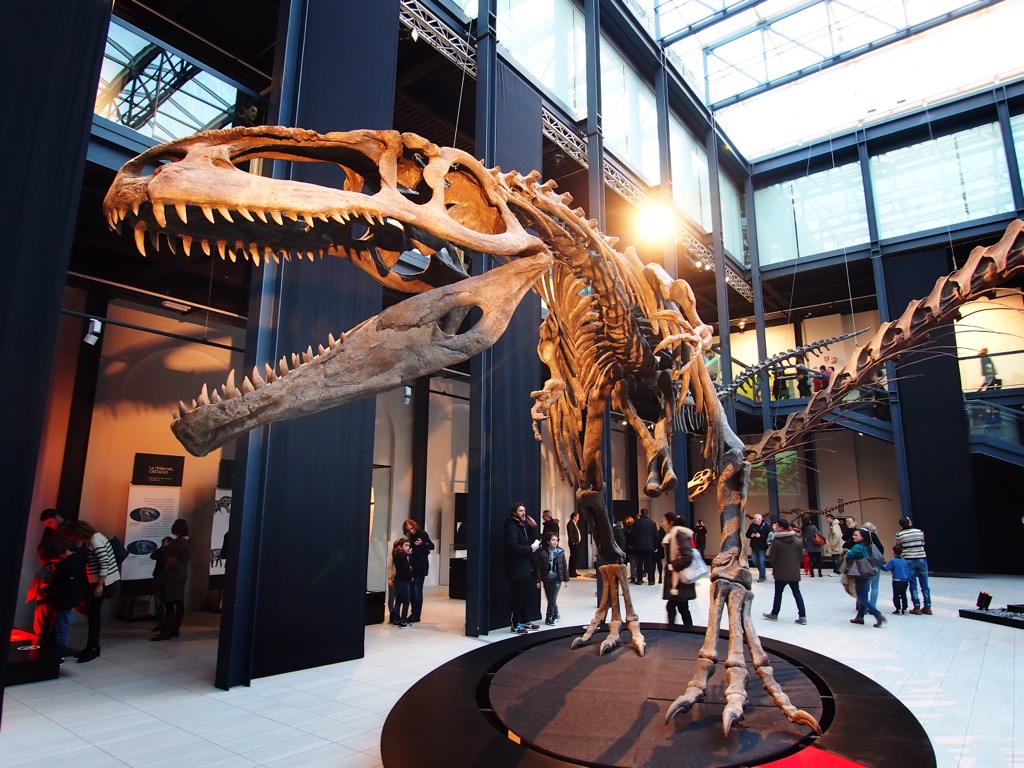 Giganotosaurus carolinii skeleton showcased, Neuquén, Argentina