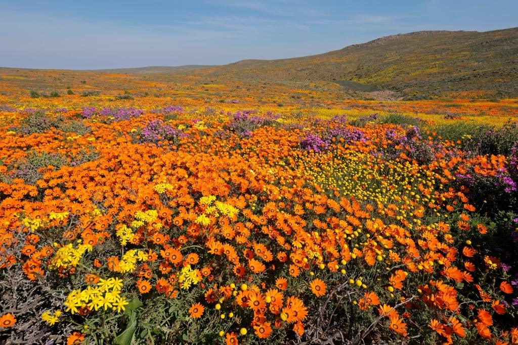 Wildflowers of the Namaqualand region of the Northern Cape. Northern Cape