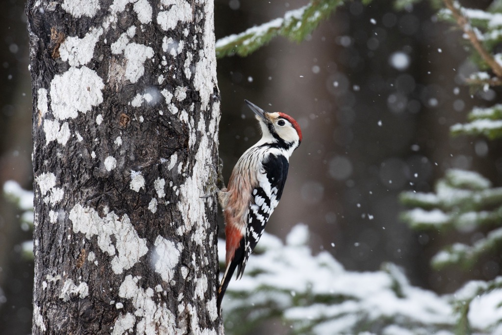 Male white-backed woodpecker. Northern Salzburg