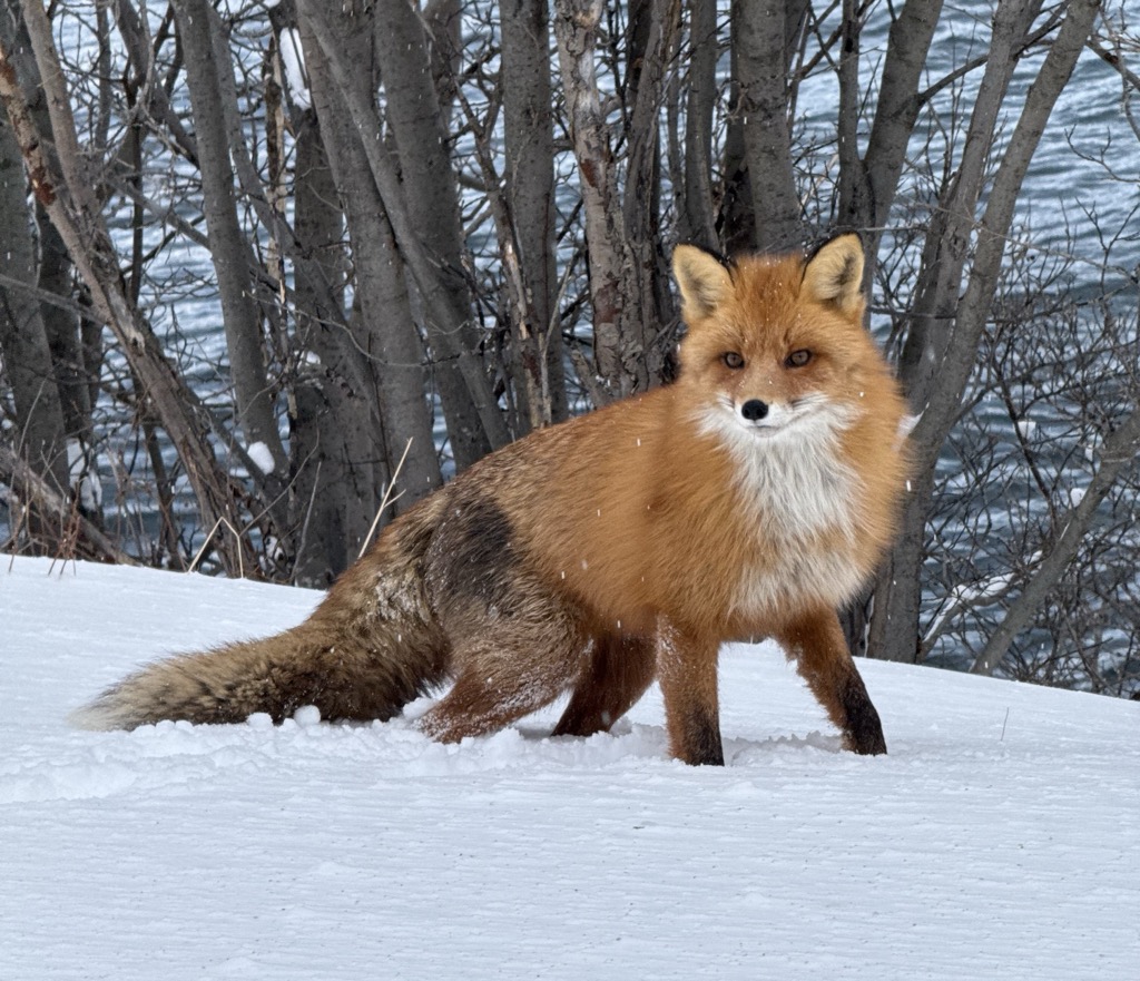A red fox in the mountains near Tromsø. Unfortunately, red foxes are one of the biggest competitors of the Arctic fox, which is critically endangered. Photo: Denis Bulichenko. Norway