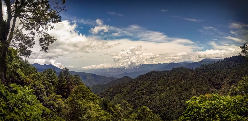 Pine-Oak Forest, Oaxaca, Mexico