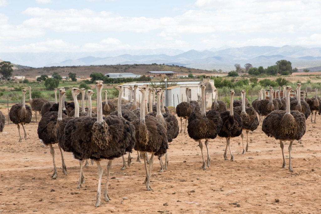 Ostrich farm in Oudtshoorn, South Africa