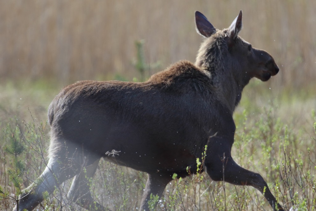 elk, Päijät-Häme, Finland