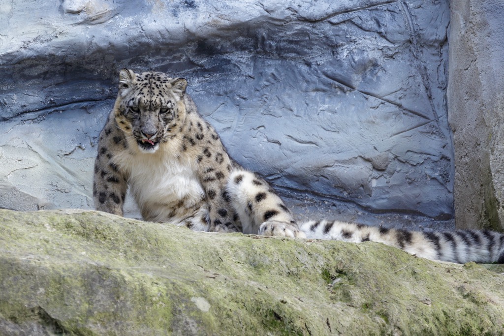 leopard, Pakistan