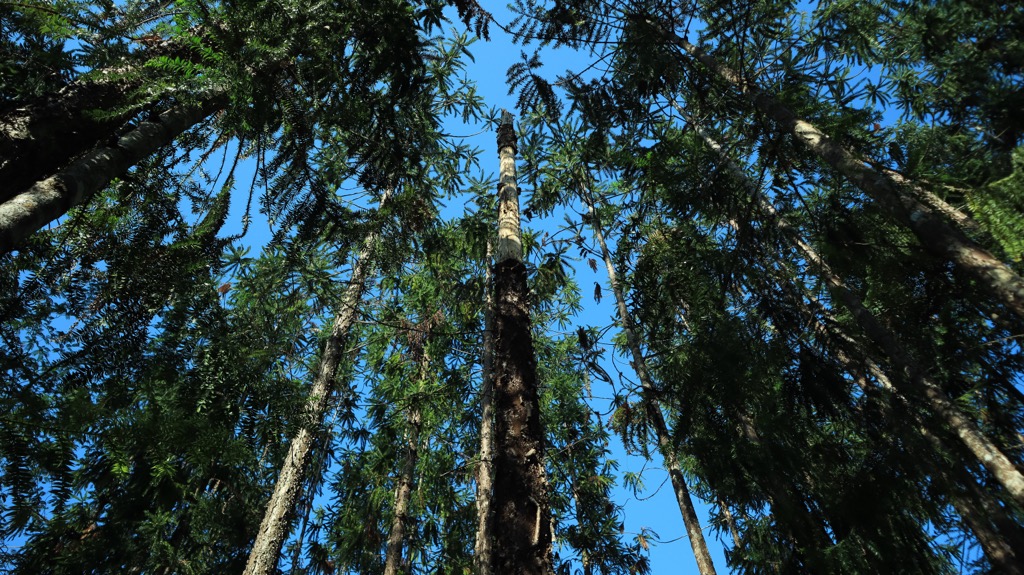 Klinki pine trees. Papua New Guinea