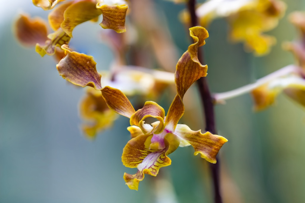The Dendrobium lasianthera orchid. Papua New Guinea