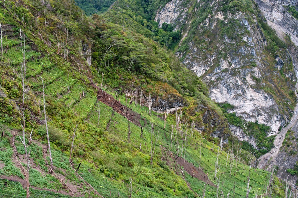Terraced farmland in the Papua New Guinea highlands. Papua New Guinea