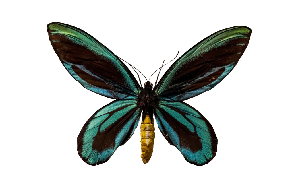A male Queen Alexandra's Birdwing. Papua New Guinea