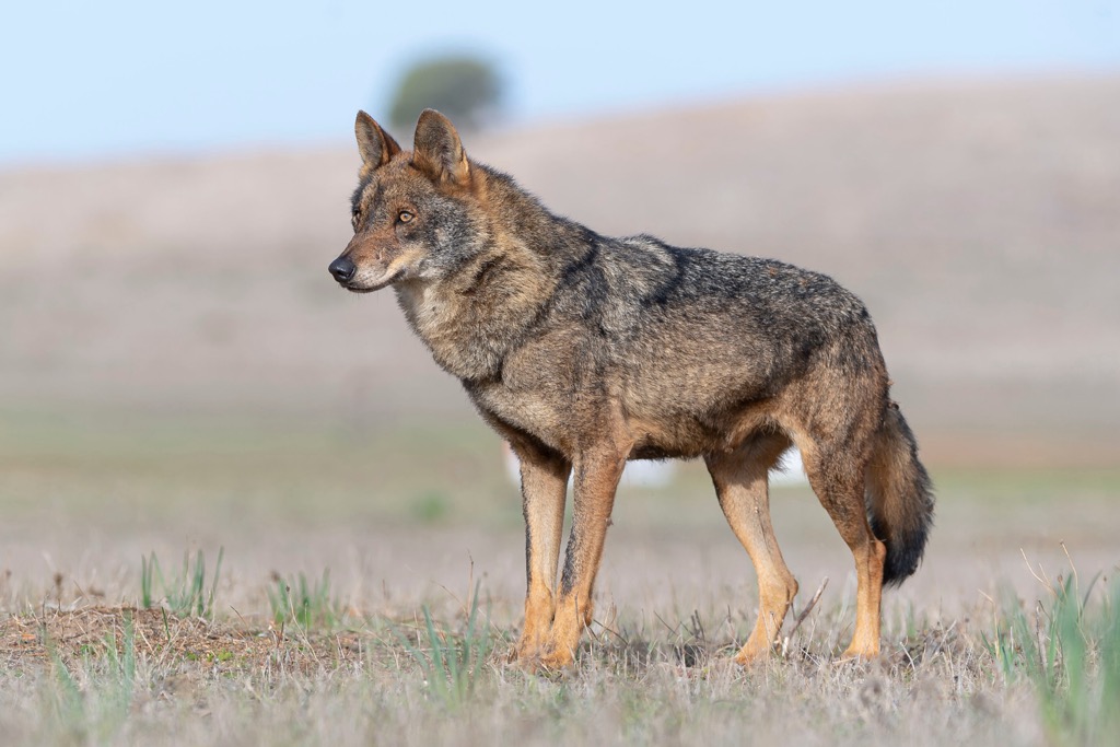 Iberian wolf, Portugal