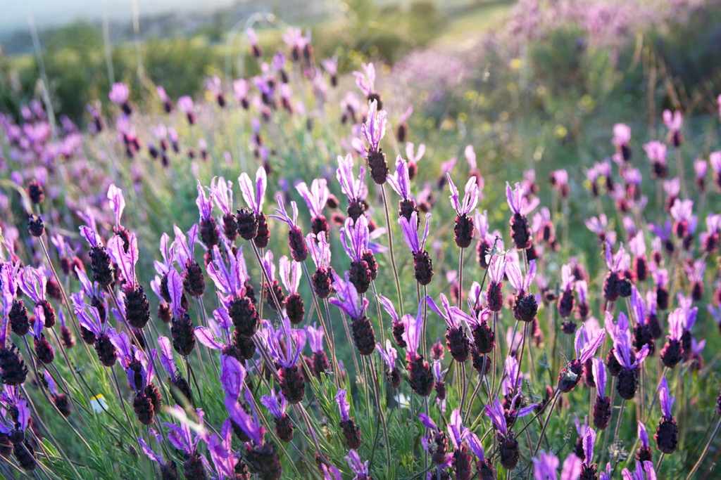Lavandula luisieri, Portugal