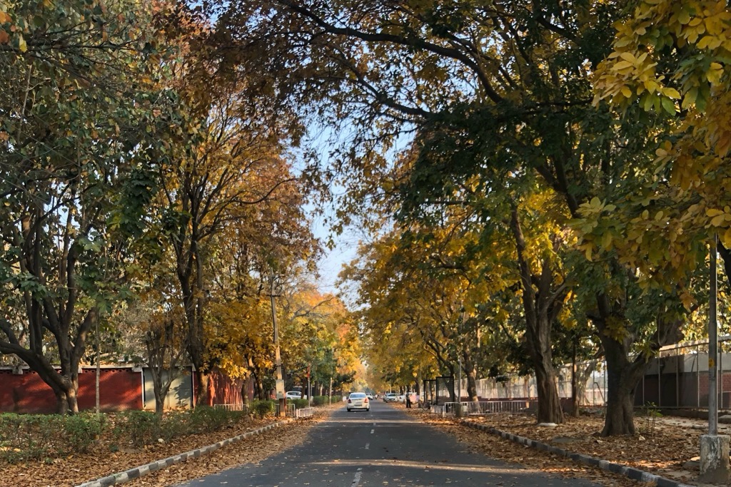 Tree-lined streets near Punjab University. Punjab Mountains