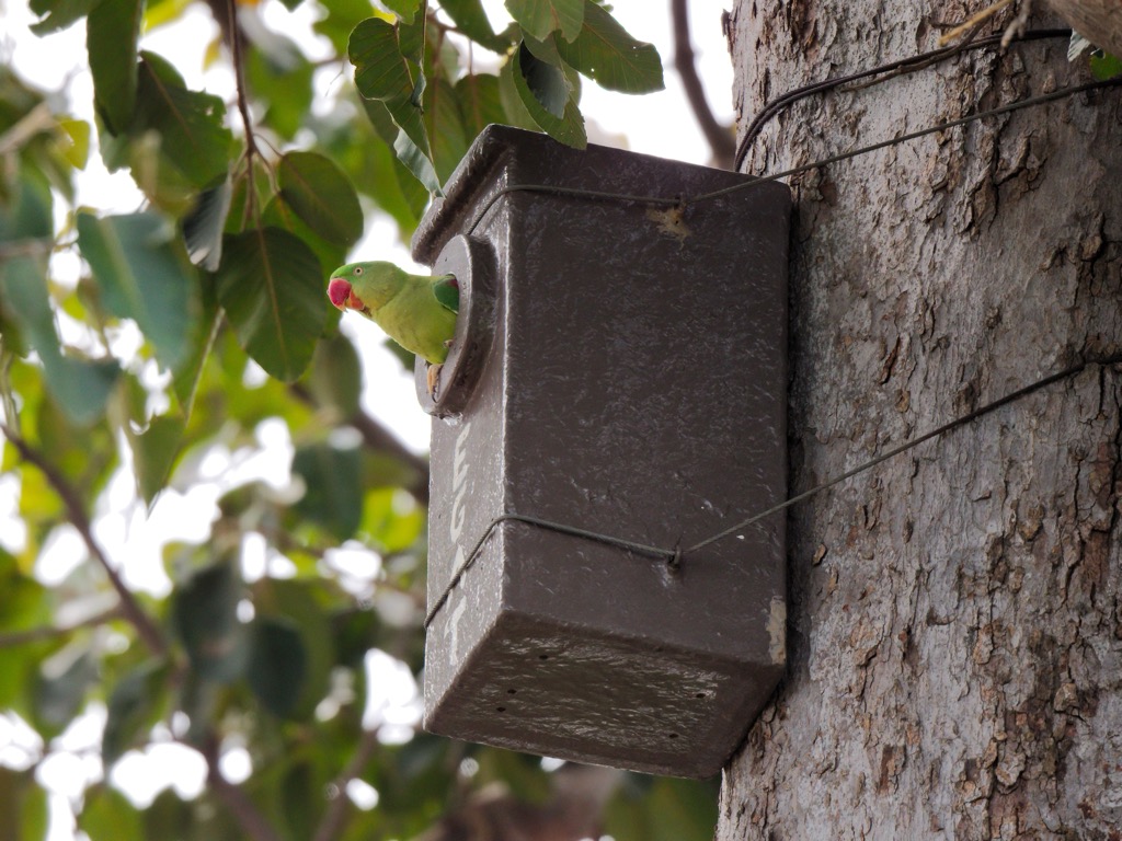 An Alexandrine parakeet. Punjab Mountains