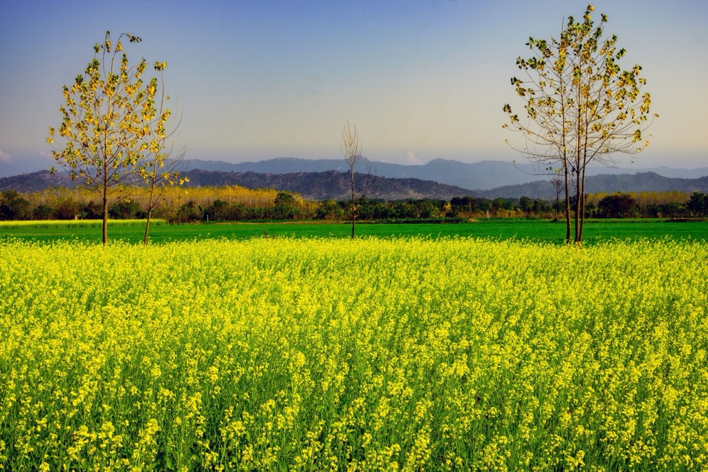 A mustard field on fertile soils in Punjab. Punjab Mountains