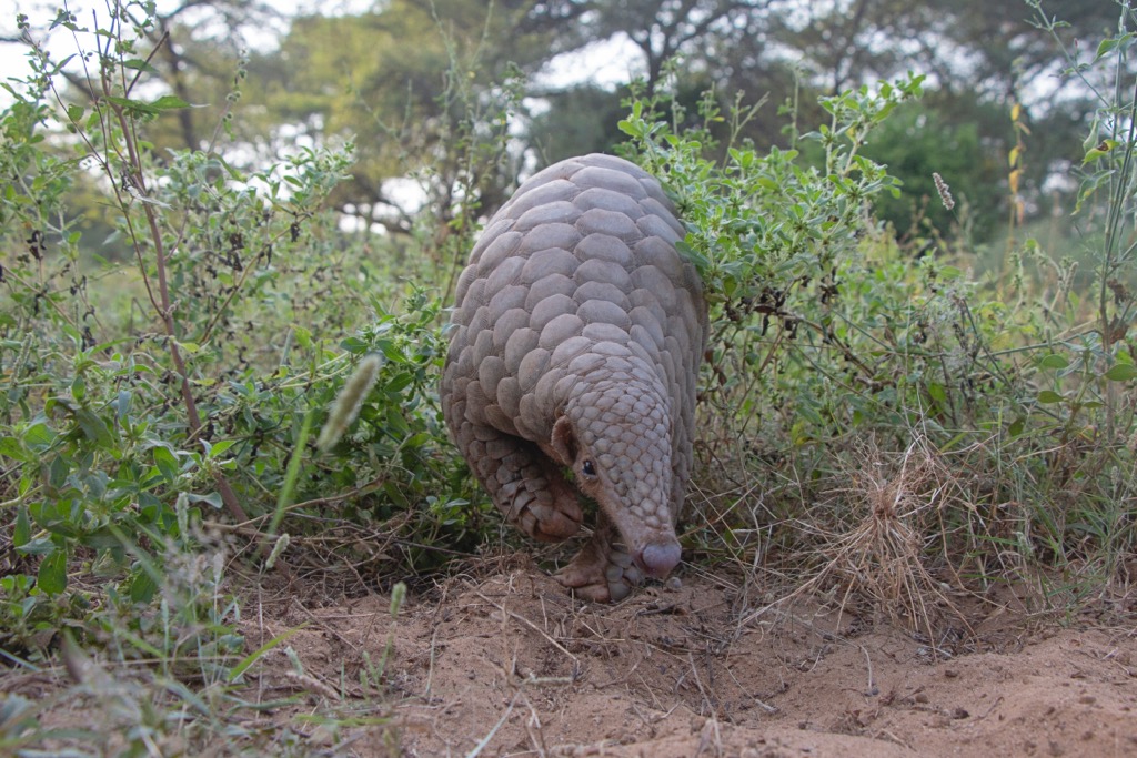 The Indian pangolin. Punjab Mountains