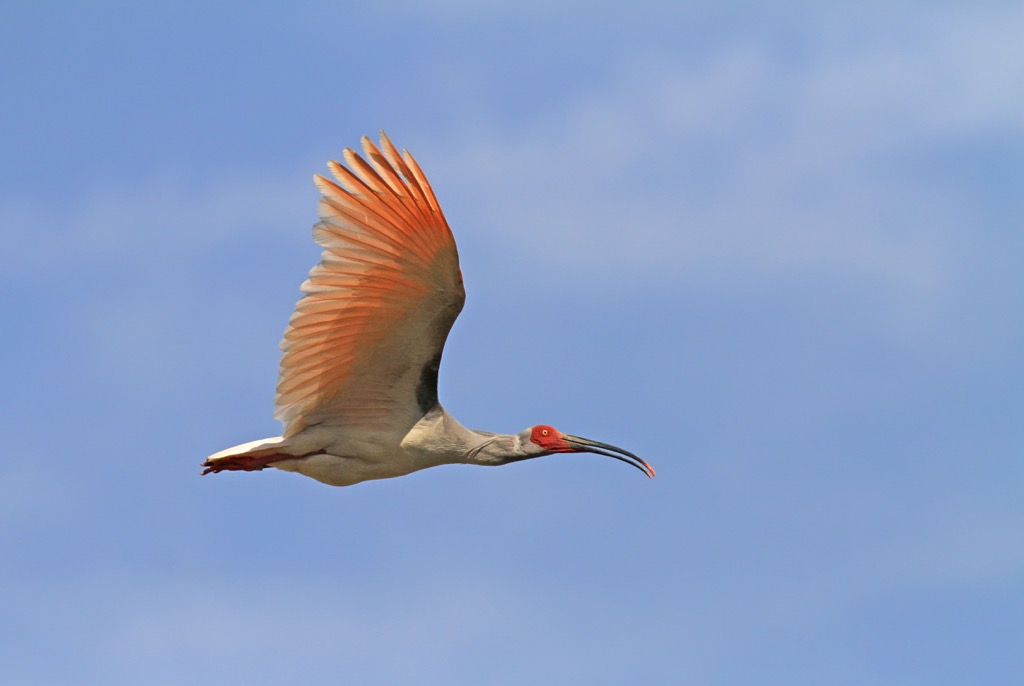 Wild Japanese Crested ibis, Qinling Mountains, China