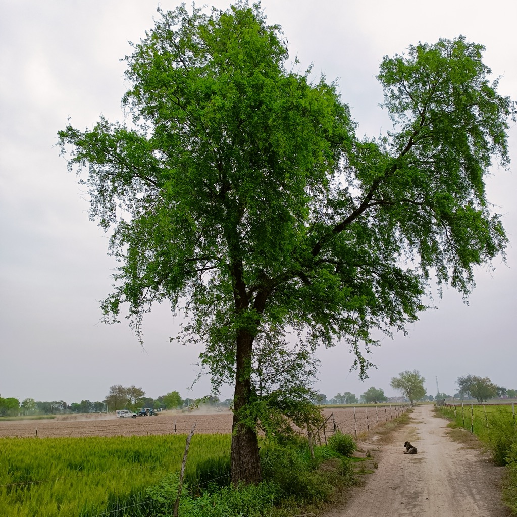 The desert-adapted Jand Tree. Geography