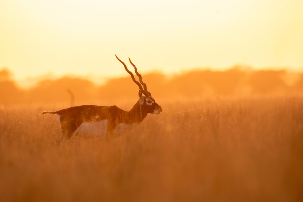 A blackbuck grazing in Tal Chappar, Rajasthan. Geography