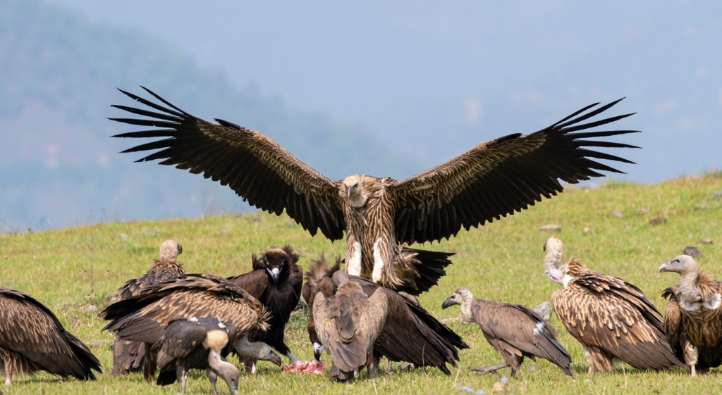 The Himalayan Griffon dropping its landing gear. Geography