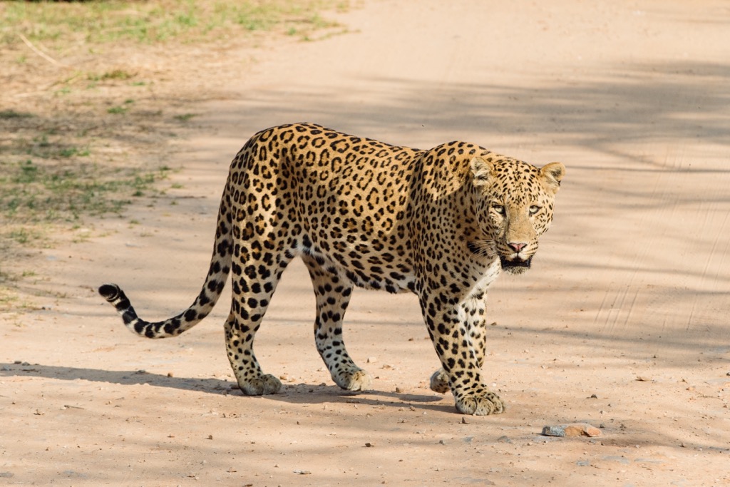 A leopard named Rana at the Jhalana Leopard Reserve. Geography
