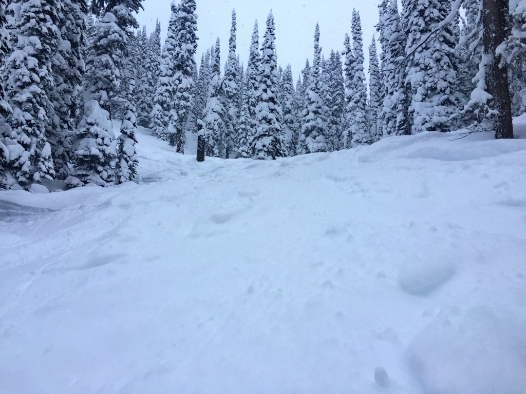 South Bowl terrain. Photo: Sergei Poljak. Revelstoke