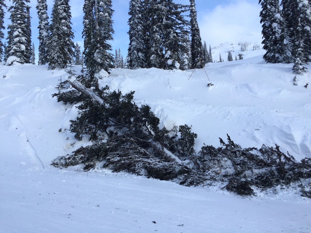 Big tree fall hard. Photo: Sergei Poljak. Revelstoke