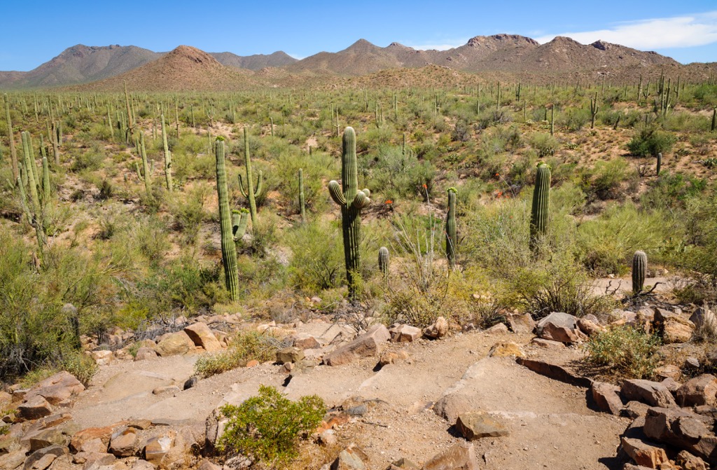 Rincon Mountains, Arizona