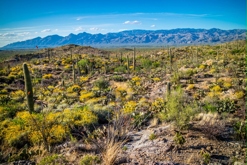 Rincon Mountains, Arizona