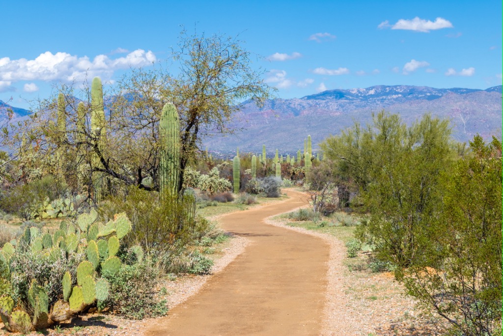 Rincon Mountains, Arizona