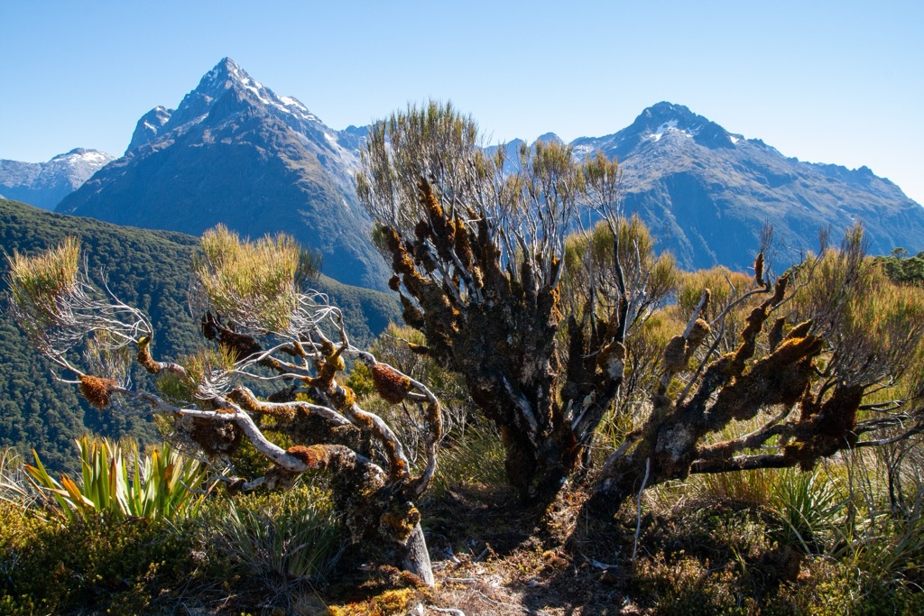 High peaks Ruahine Range, New Zealand