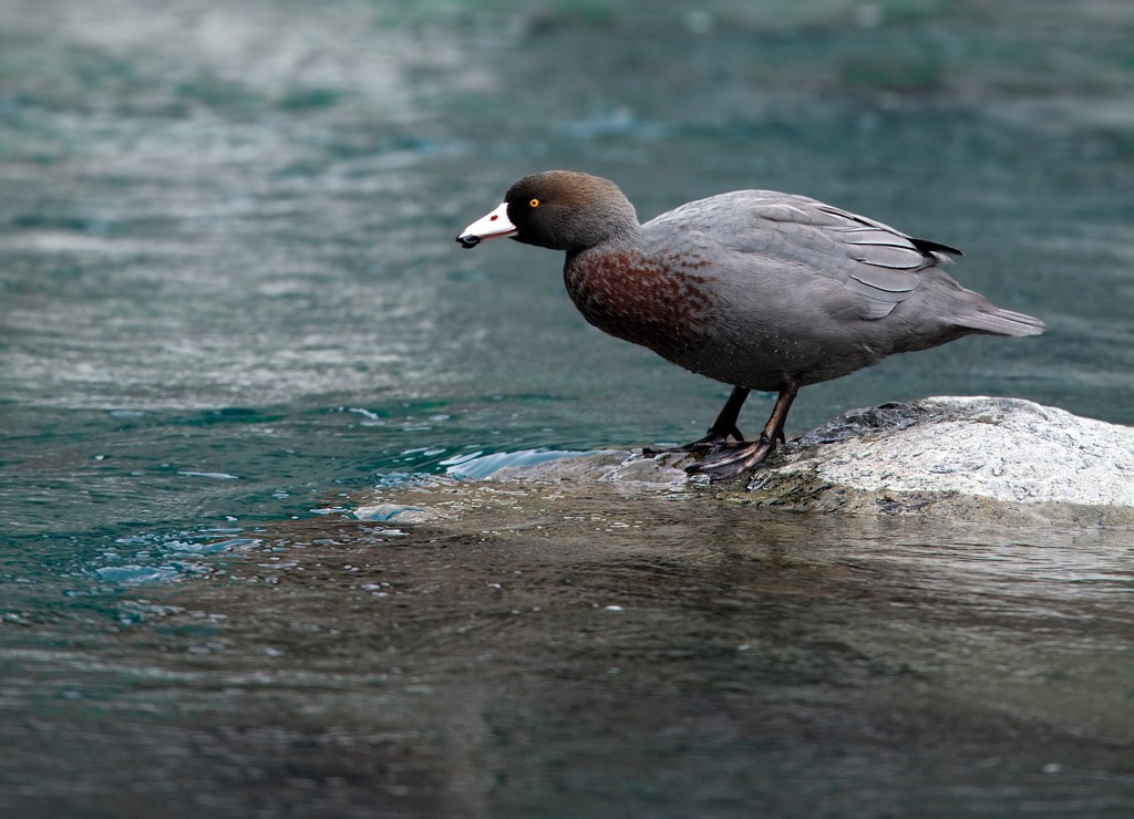 Whio duck Ruahine Range, New Zealand