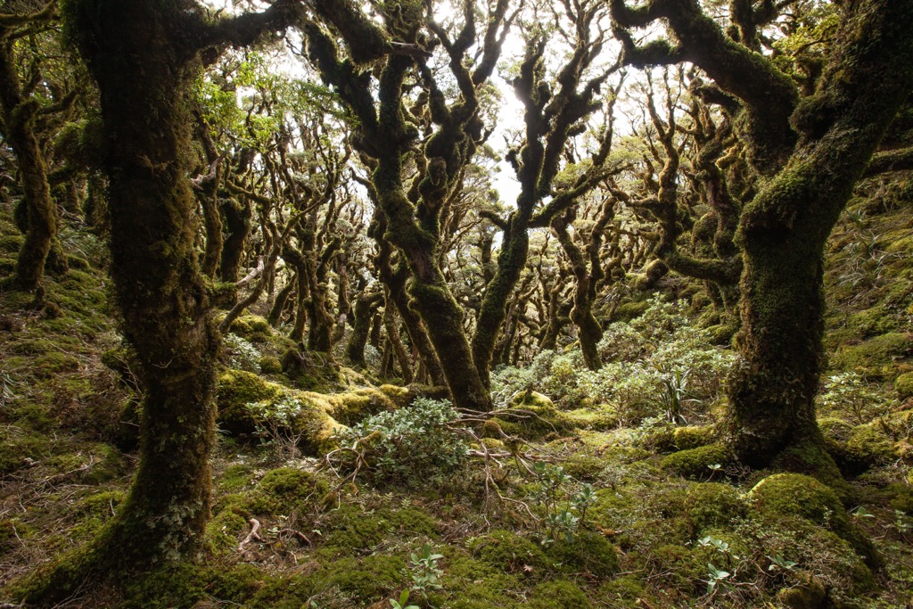 forest Ruahine Range, New Zealand