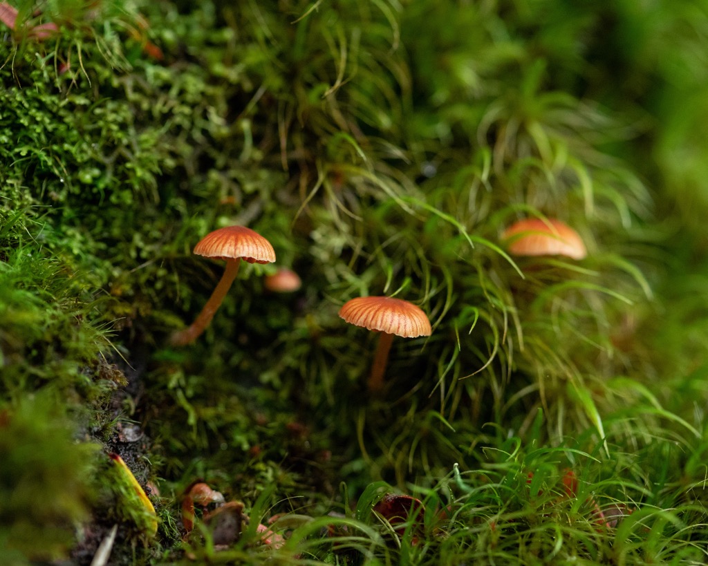 forest Ruahine Range, New Zealand