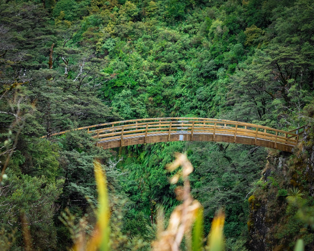 rainforest, Ruahine Range, New Zealand