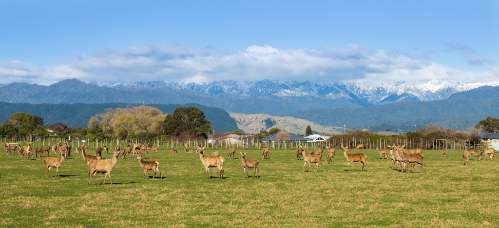 red deers, Ruahine Range, New Zealand