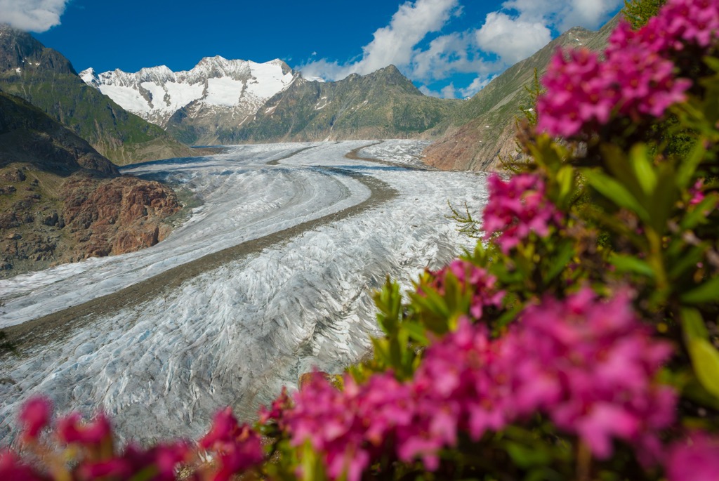 Rusty-leaved alpine rose is adept at surviving in cold regions. Saldurkamm